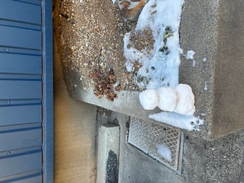 雪が降りました